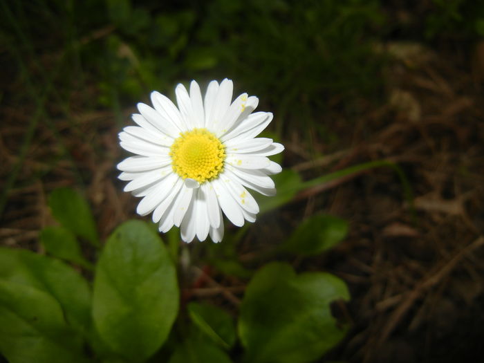 Bellis perennis (2016, April 08) - BELLIS Perennis