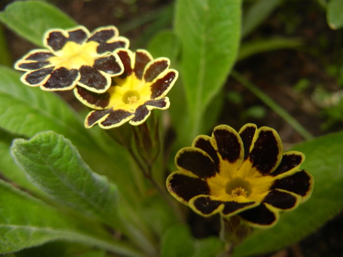 Primula elatior Gold Lace (2016, Apr.09) - PRIMULA Elatior Gold Lace