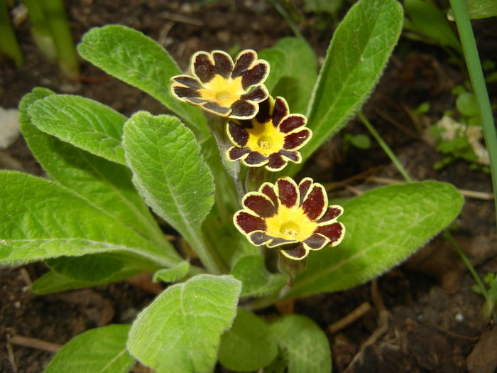 Primula elatior Gold Lace (2016, Apr.10) - PRIMULA Elatior Gold Lace