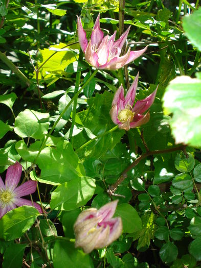 DSC01560 - Clematis 2016