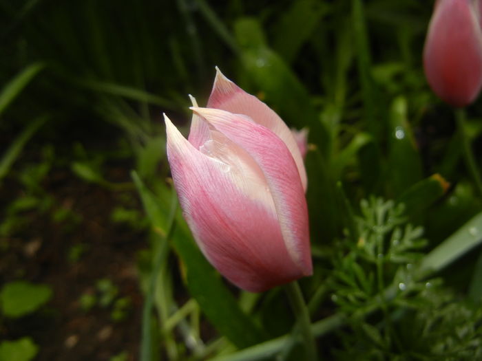 Tulipa Peppermint Stick (2016, April 11) Tulipa Peppermint Stick (2016, April 11)
