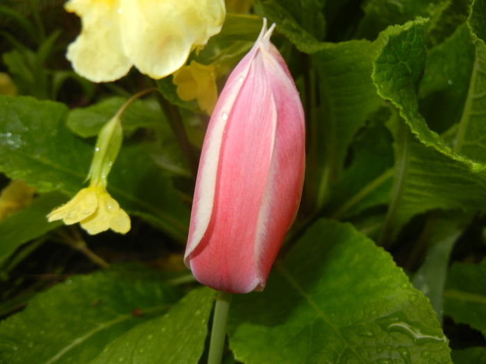 Tulipa Peppermint Stick (2016, April 11) Tulipa Peppermint Stick (2016, April 11)