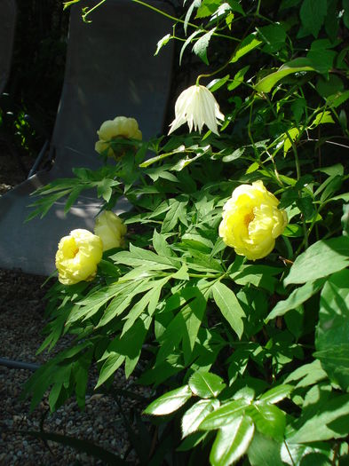 DSC01528