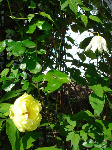 DSC01538