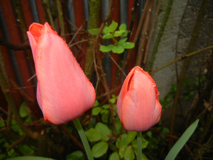 Tulipa Orange Bouquet (2016, April 11) - Tulipa Orange Bouquet