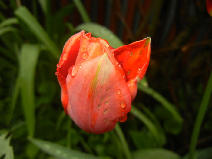 Tulipa Orange Bouquet (2016, April 11)