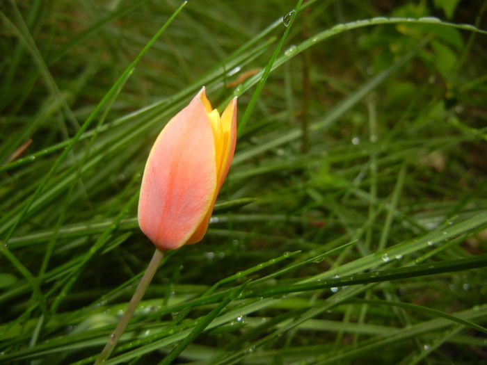 Tulipa clusiana Chrysantha (2016, Apr.12)