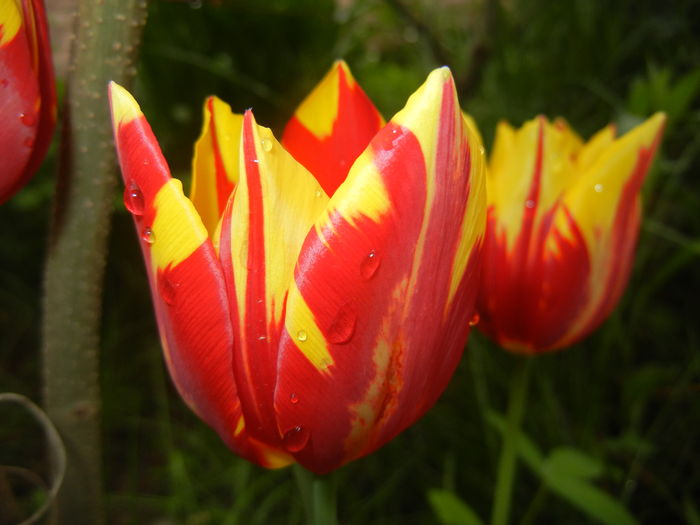 Tulipa Mickey Mouse (2016, April 12) Tulipa Mickey Mouse (2016, April 12)