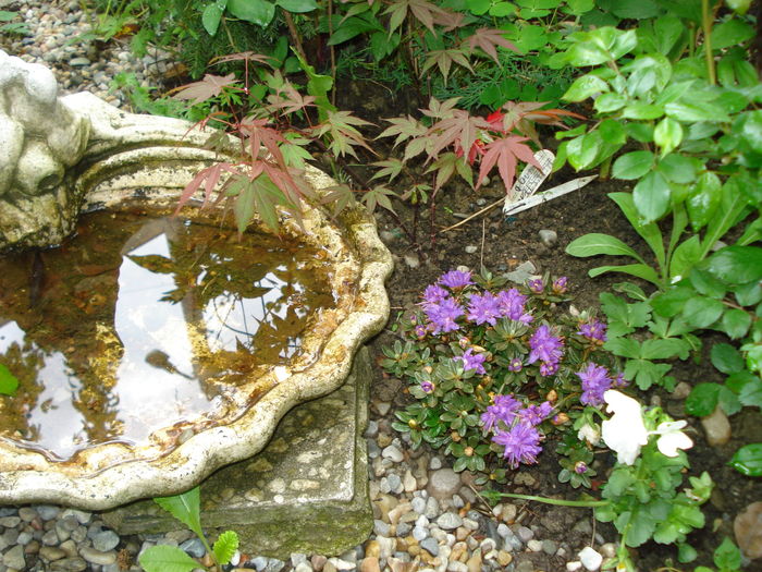 Arctic Blue - Rhododendron