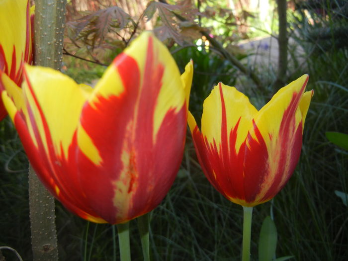 Tulipa Mickey Mouse (2016, April 13) Tulipa Mickey Mouse (2016, April 13)