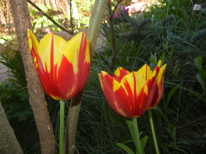Tulipa Mickey Mouse (2016, April 13) Tulipa Mickey Mouse (2016, April 13)