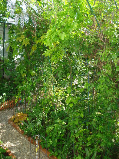 DSC01580 - Gradina 2016