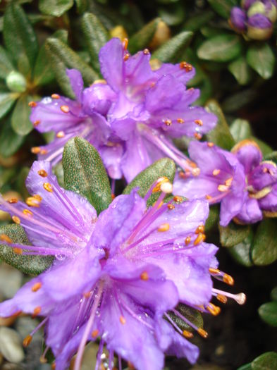 DSC01470 - Rhododendron