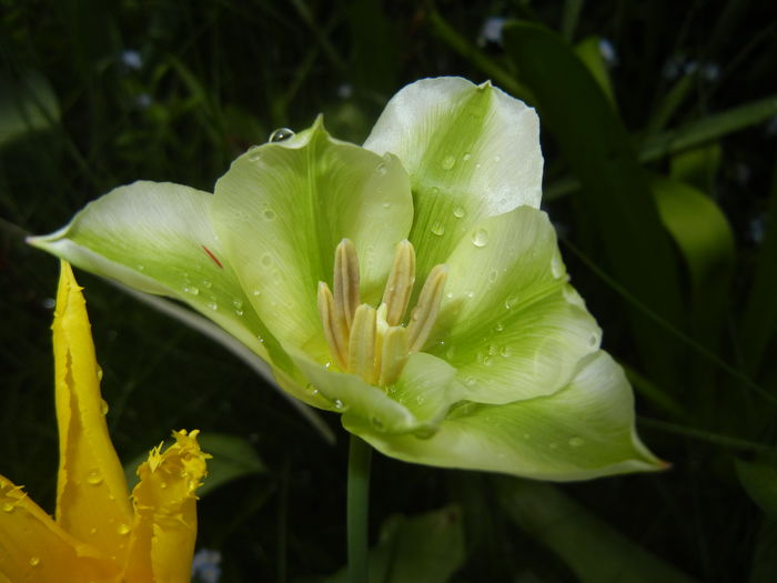 Tulipa Spring Green (2016, April 12) - Tulipa Spring Green