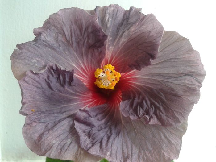 20160429_094141 - HIBISCUS 2016