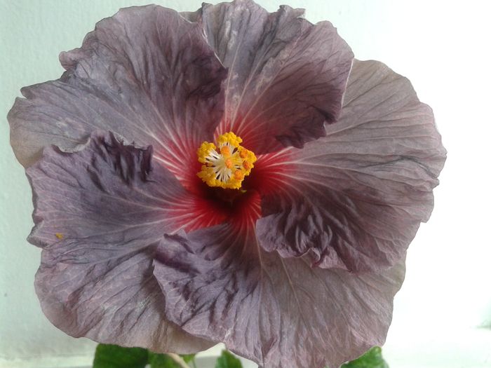 20160429_094143 - HIBISCUS 2016