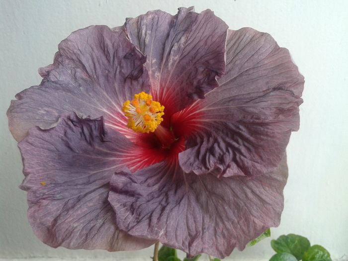 20160429_094118 - Hibiscus Confederate Heart