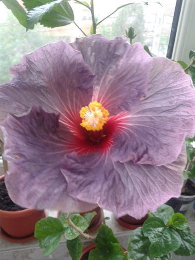 20160429_091945 - Hibiscus Confederate Heart