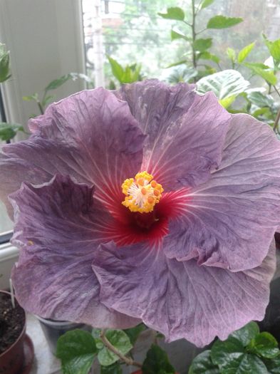 20160429_091954 - Hibiscus Confederate Heart