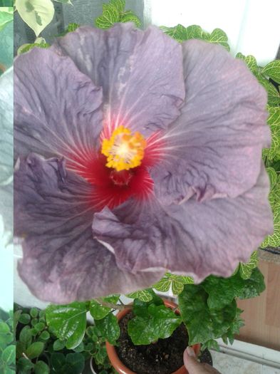 20160429_092018 - Hibiscus Confederate Heart