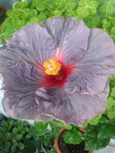 20160429_092031 - Hibiscus Confederate Heart