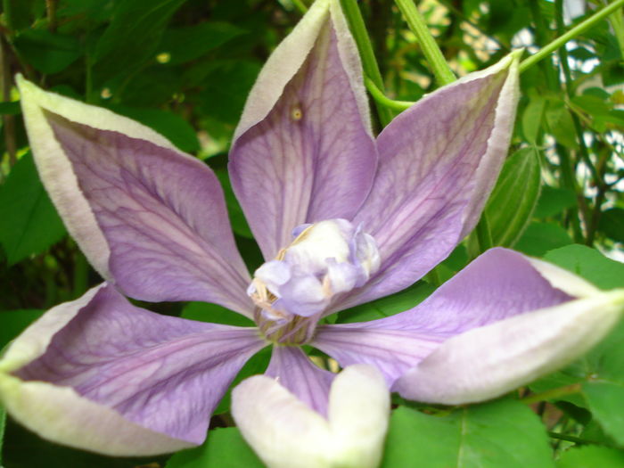 Mrs. Cholmondeley, 29.04.2016 - Clematis 2016