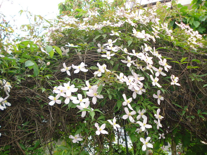 DSC01591 - Clematis 2016