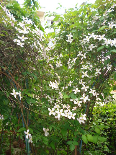 DSC01592 - Clematis 2016