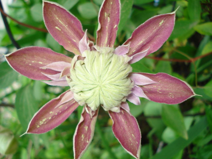 Josephine - Clematis 2016