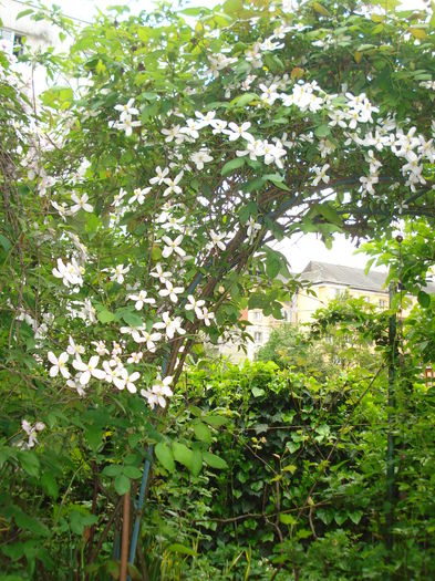 DSC01593 - Gradina 2016