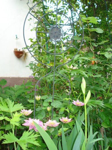 DSC01613 - Gradina 2016