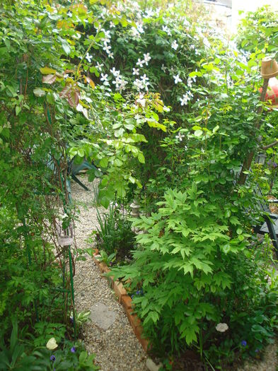 DSC01619 - Gradina 2016