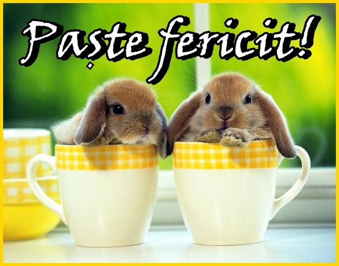 pastefericit - PASTE FERICIT 2016