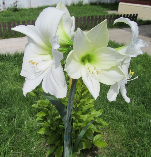 CHRISTMAS GHIFT AMARILIS - Amaryllis