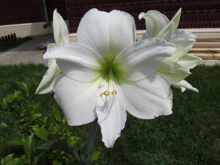 CHRISTMAS GHIFT AMARILIS - Amaryllis