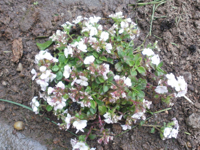 Gypsophila cerastioides - Primavara 2016