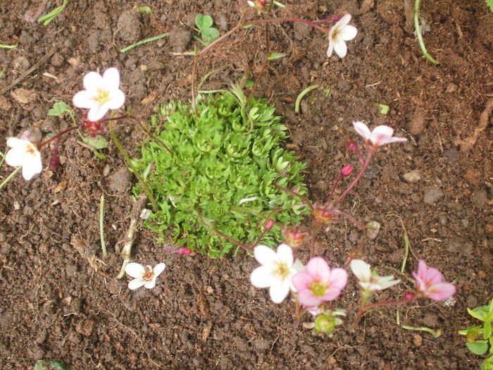 Saxifraga arendsii