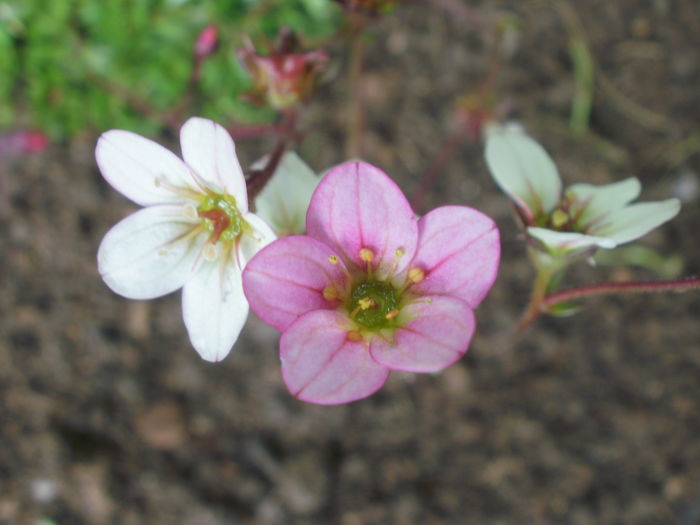 Saxifraga arendsii