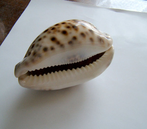 Cypraea