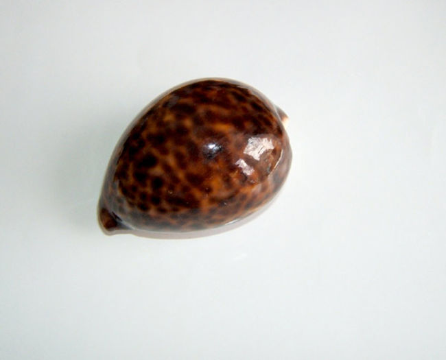 Cypraea tigris ?