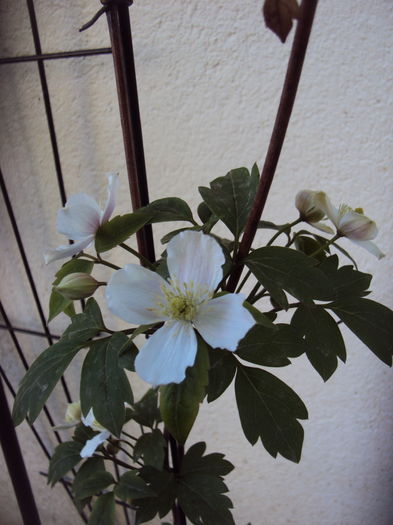 Multumesc, Hilde! - CLEMATITE