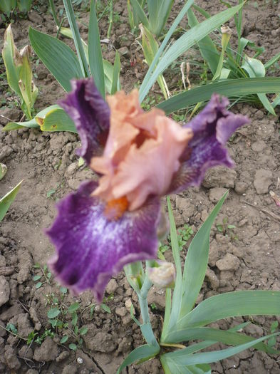 P1260051