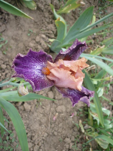 P1260052