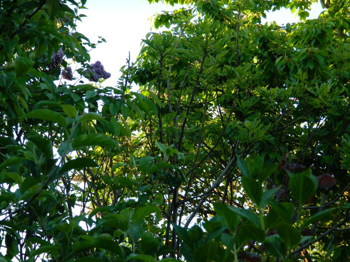 DSCN6102 - 2016 APRILIE_4