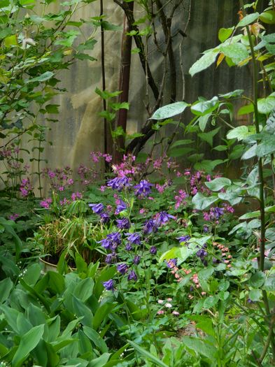 DSCN6560 - 2016 APRILIE_4