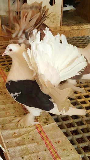 20160416_144347-1 - INDIENI CAPACE PENTRU 2023