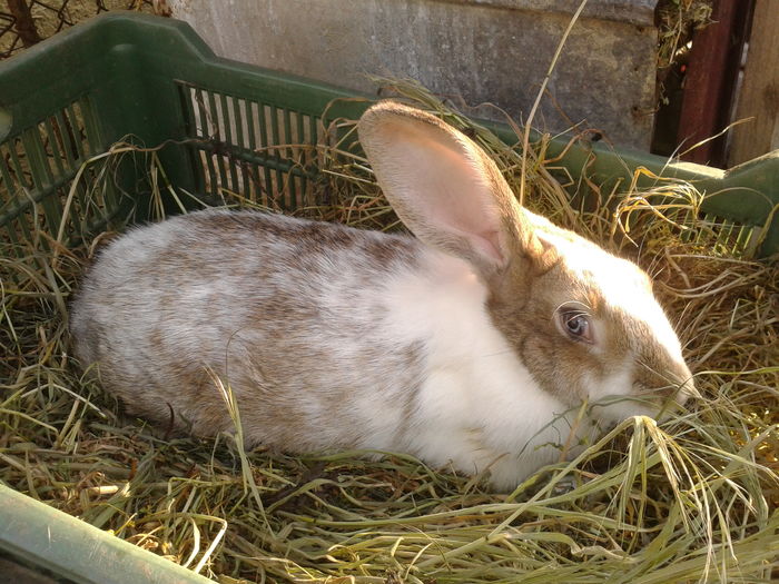 Fotografie-0024 - pui hyco