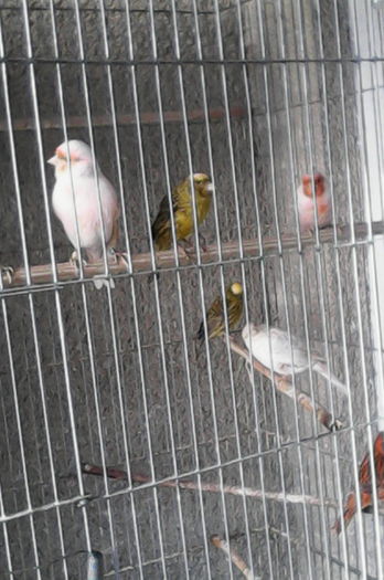  - Canari la cuib -2016