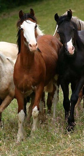 FB_IMG_1461850001150