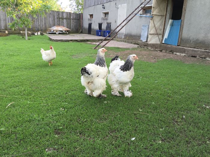 image - Brahma HD matca 2016